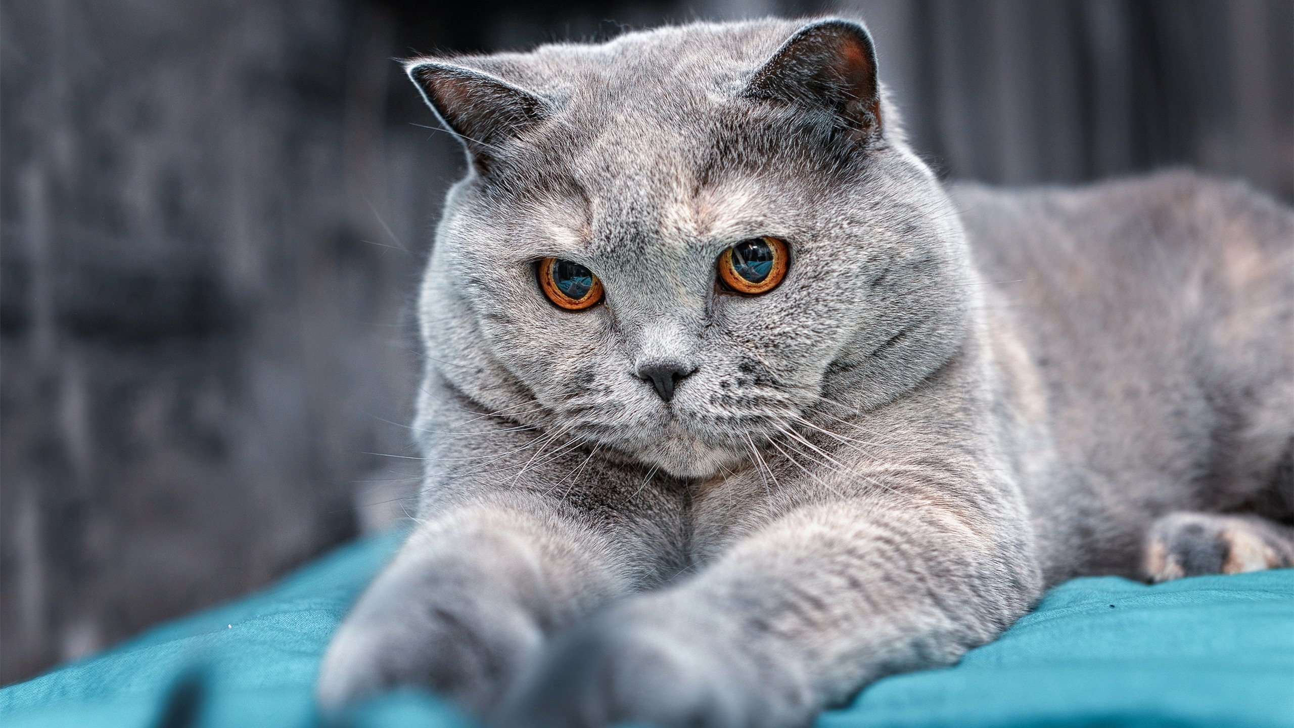 梅斯客场逆转巴黎FC,造尤文图斯杯惊喜成功跻身次轮,尤文图斯vs巴塞罗那内马尔进球被吹