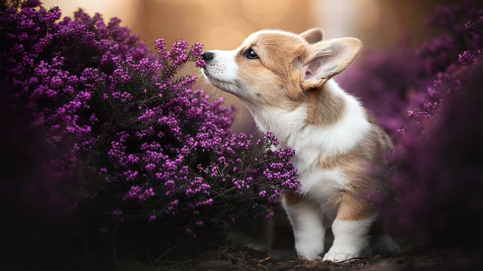 森林狼逆转独行侠,抢七大战中爱德华兹篮下统治全场,森林狼爱德华兹身高臂展