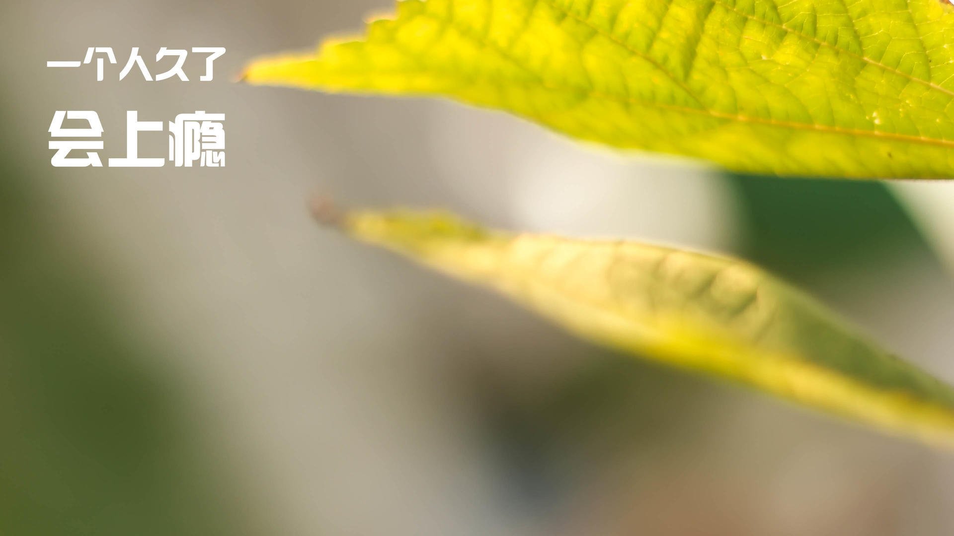 浙江稠州攻防均衡,冲击季后赛席位,浙江稠州这么强吗