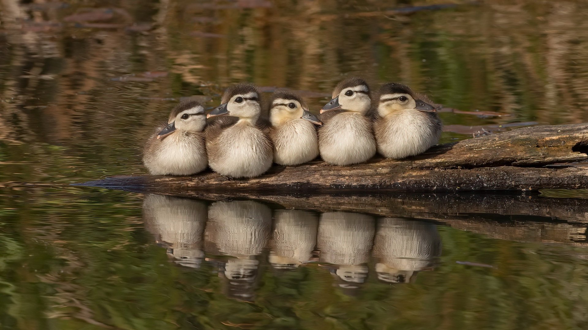联盟是否应设立球员职业探索平台,职业联赛初始球员和球队原有球员