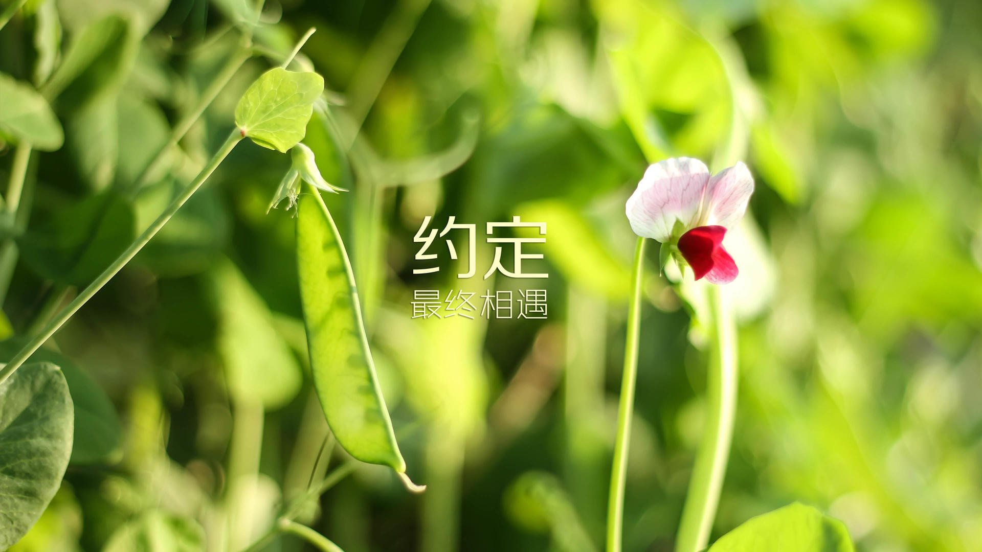 荷兰队在欧预赛比赛中意外失利,遗憾未能晋级,荷兰欧预赛比赛结果
