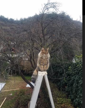 里尔遭遇比分大败,球队表现令人失望,里尔vs