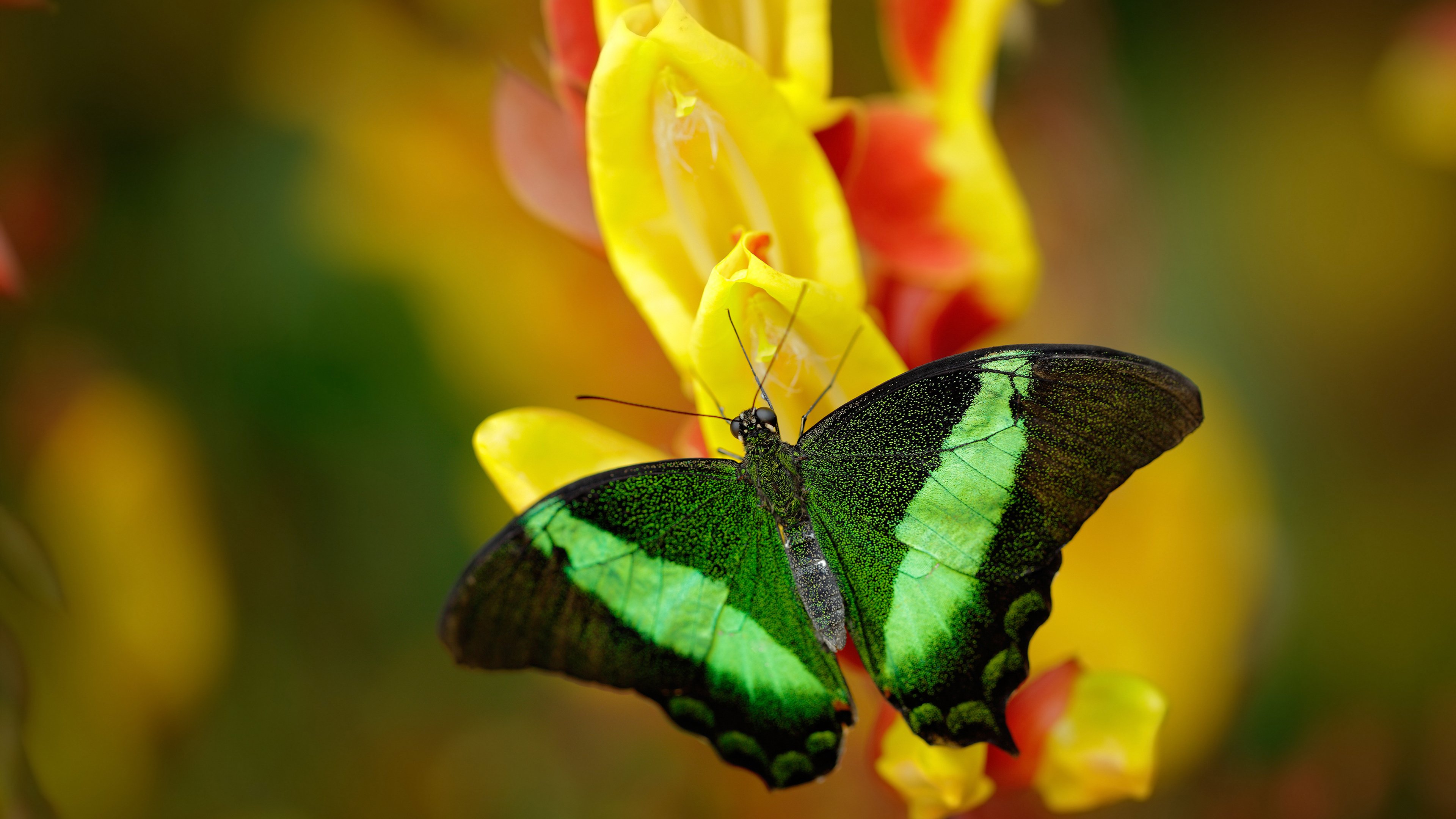 青少年篮球比赛裁判员培训体系,篮球裁判培训活动主题