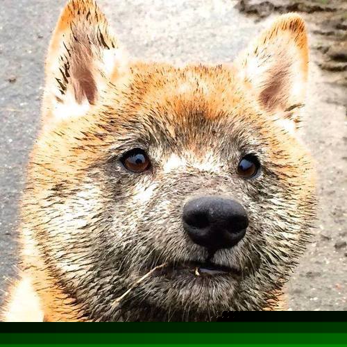 NBA球员比赛心态调整,nba球员比赛心态调整方案