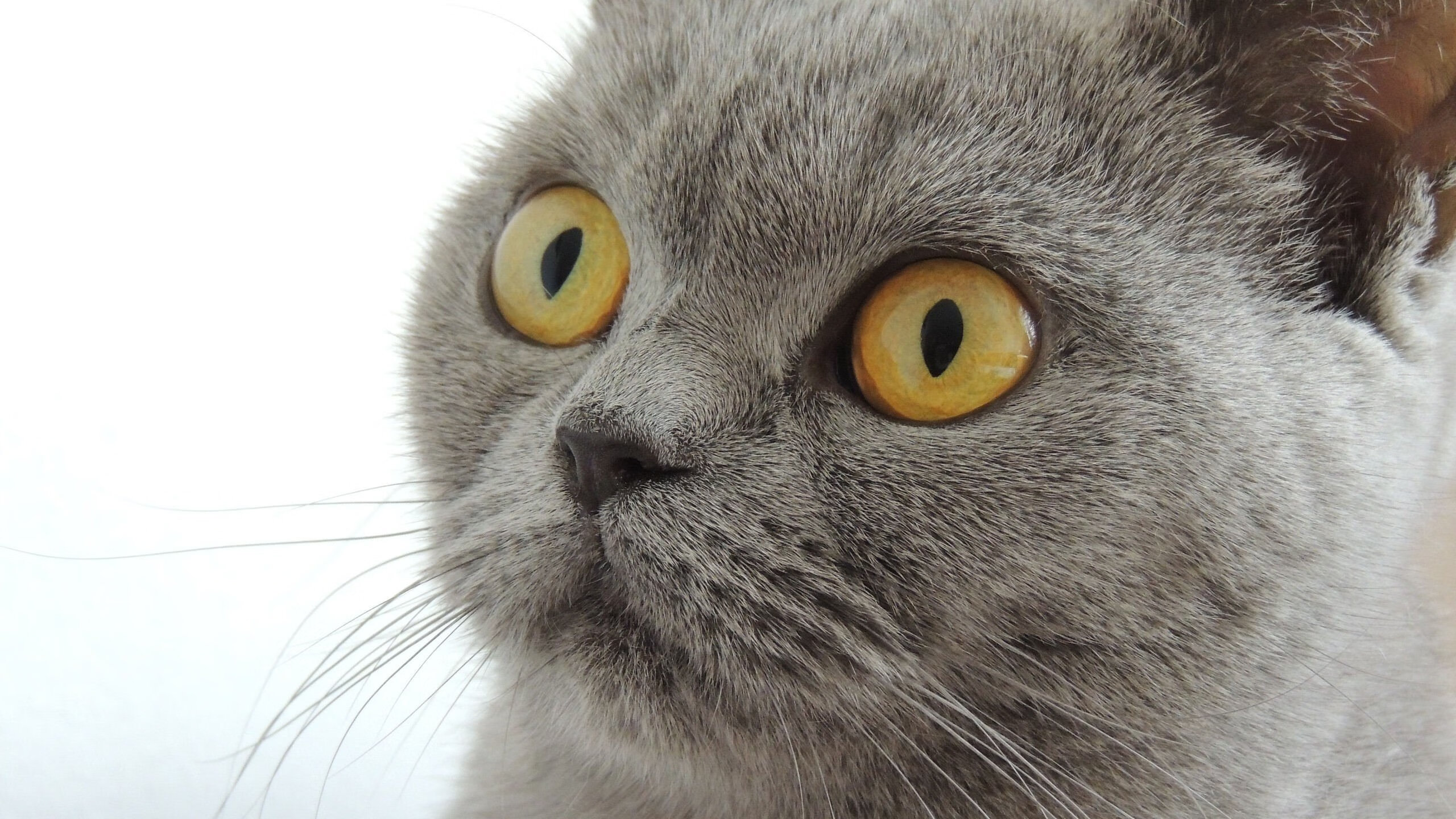 NBA赛季关键球员表现排名,nba本赛季球员排名