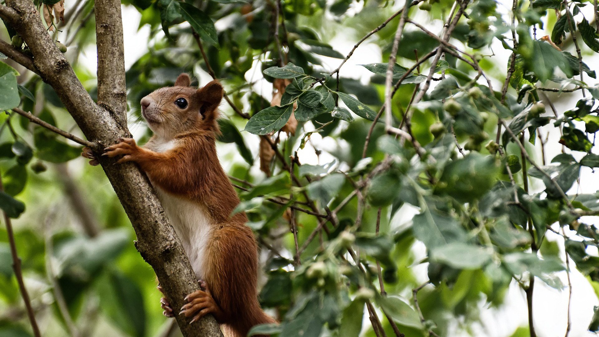 中国篮球教练员技术创新能力提升路径,篮球教练技能展示