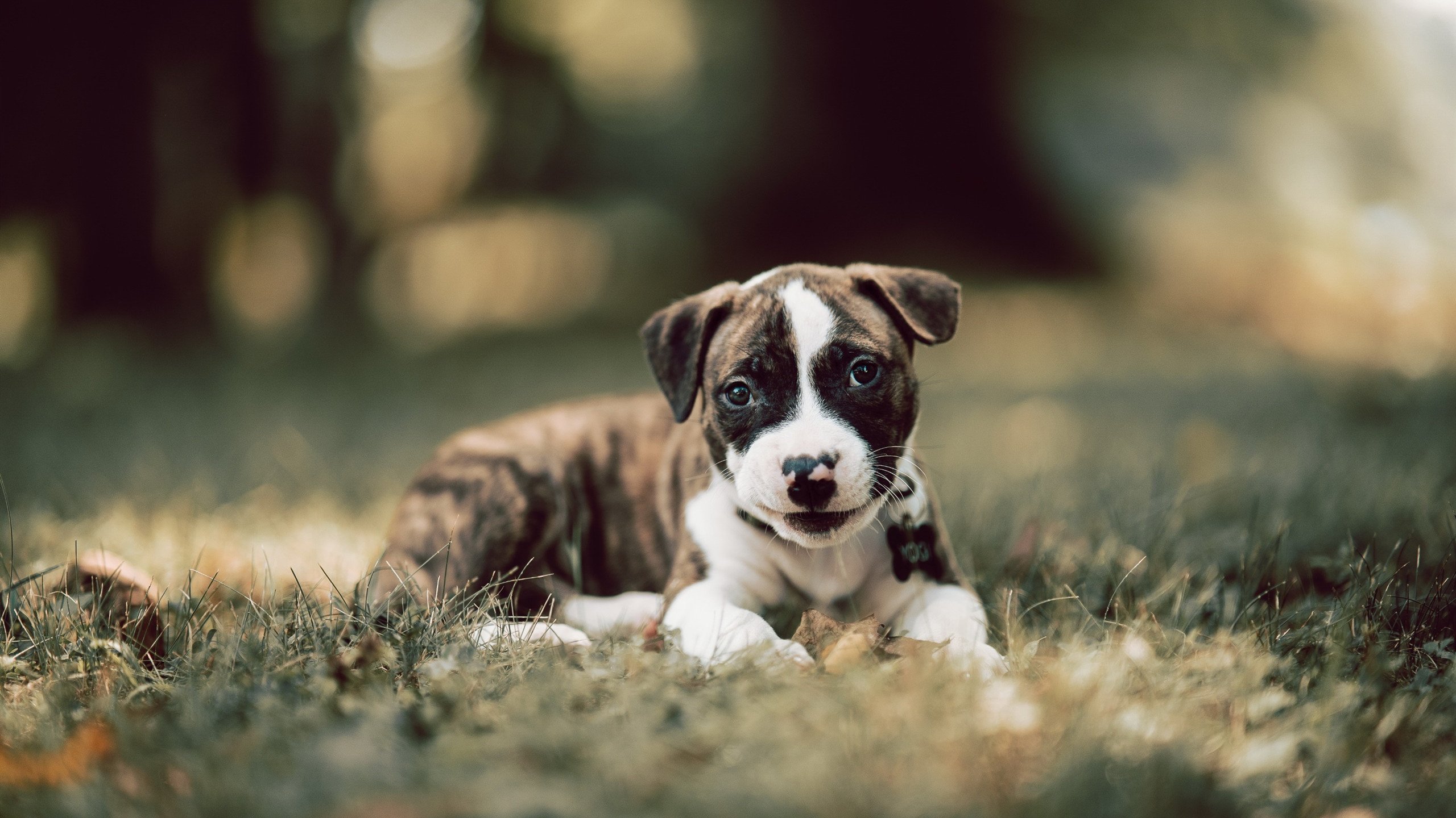 意甲教练对阵容深度调整的战术应用分析,意甲 教练