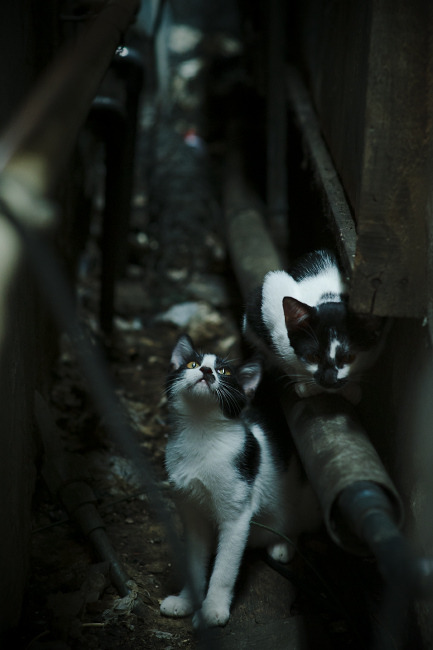 Chinese Taipei表现出色,2024年混合团体世界杯战况解析,2034世界杯