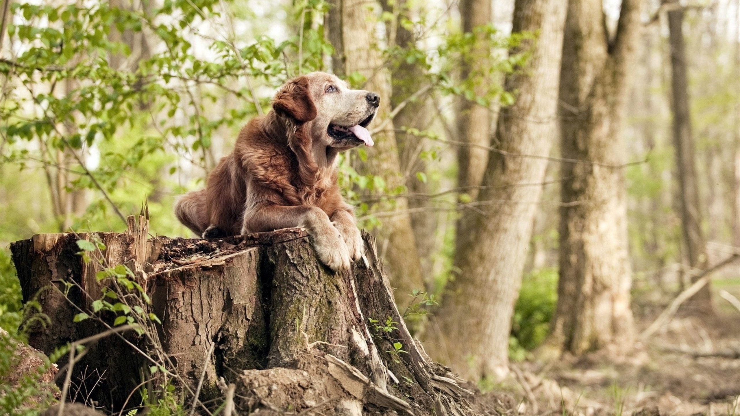 五大联赛是否因数据透明化降低比赛战术不确定性,五大联赛形势