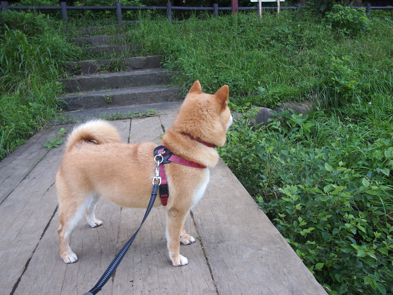 前插与回撤形成中场节奏轴