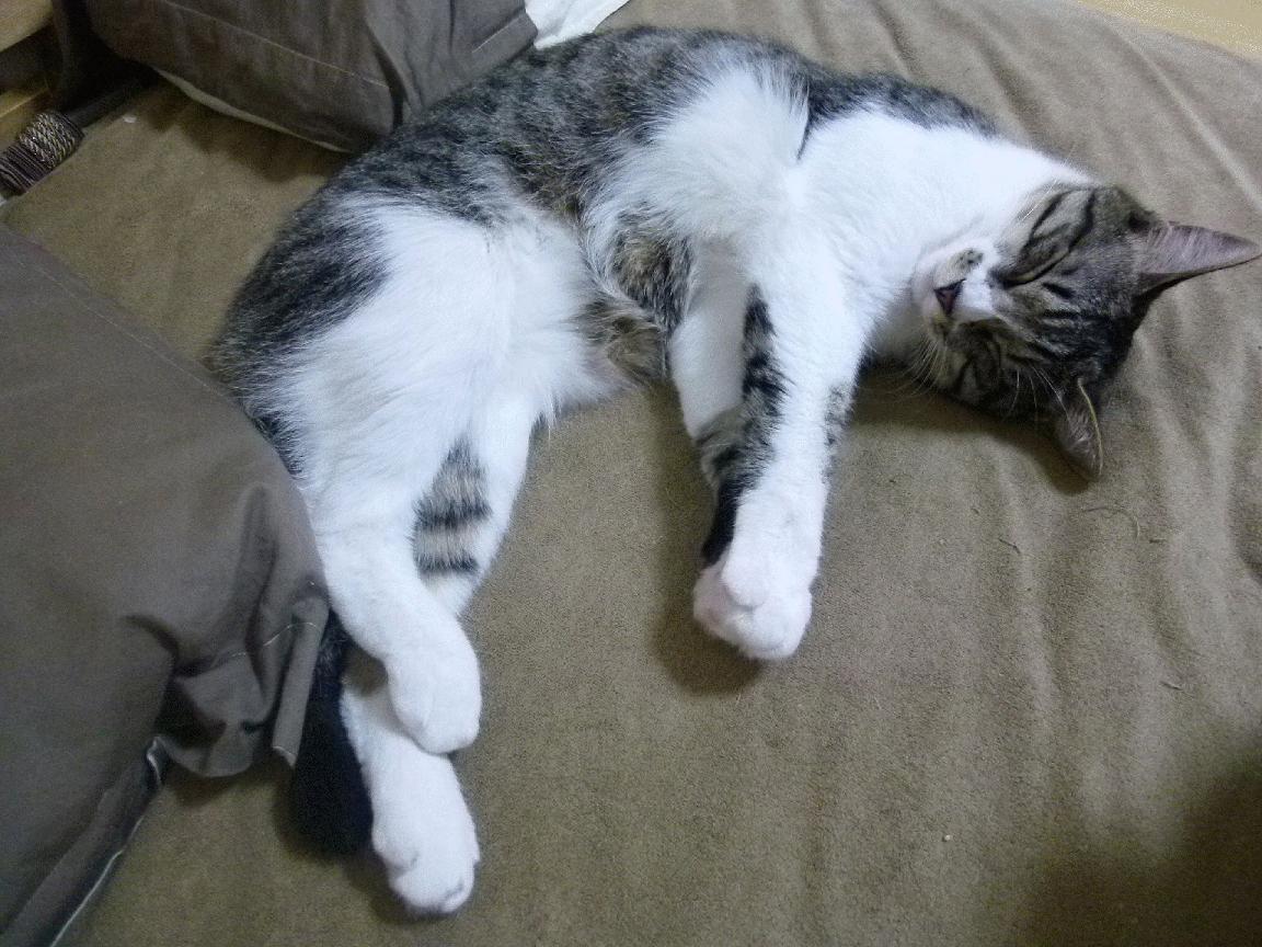 拜仁战术体系成熟,有望长期维持领先优势,拜仁战术风格打法