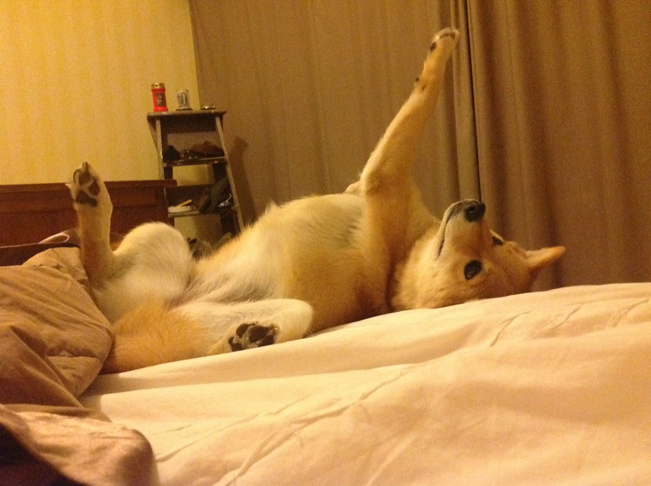 职业教练人才储备未形成系统梯队,《教练员职业素养》