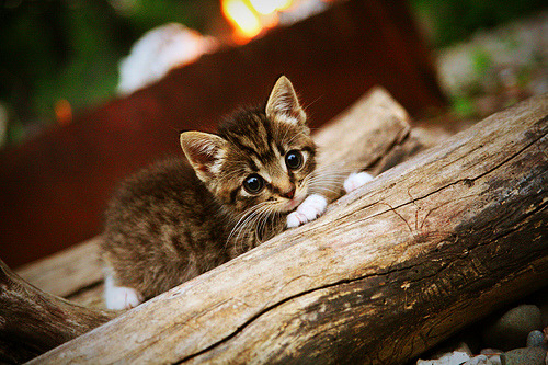 世界杯资格赛关键场前瞻,世界杯资格赛赛程