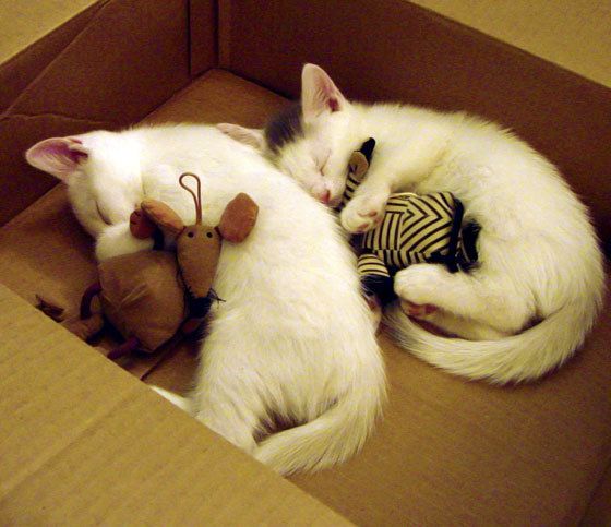 Kaiyun APP-青少年足球培训基地扩建，培养未来之星，青少年足球培训营